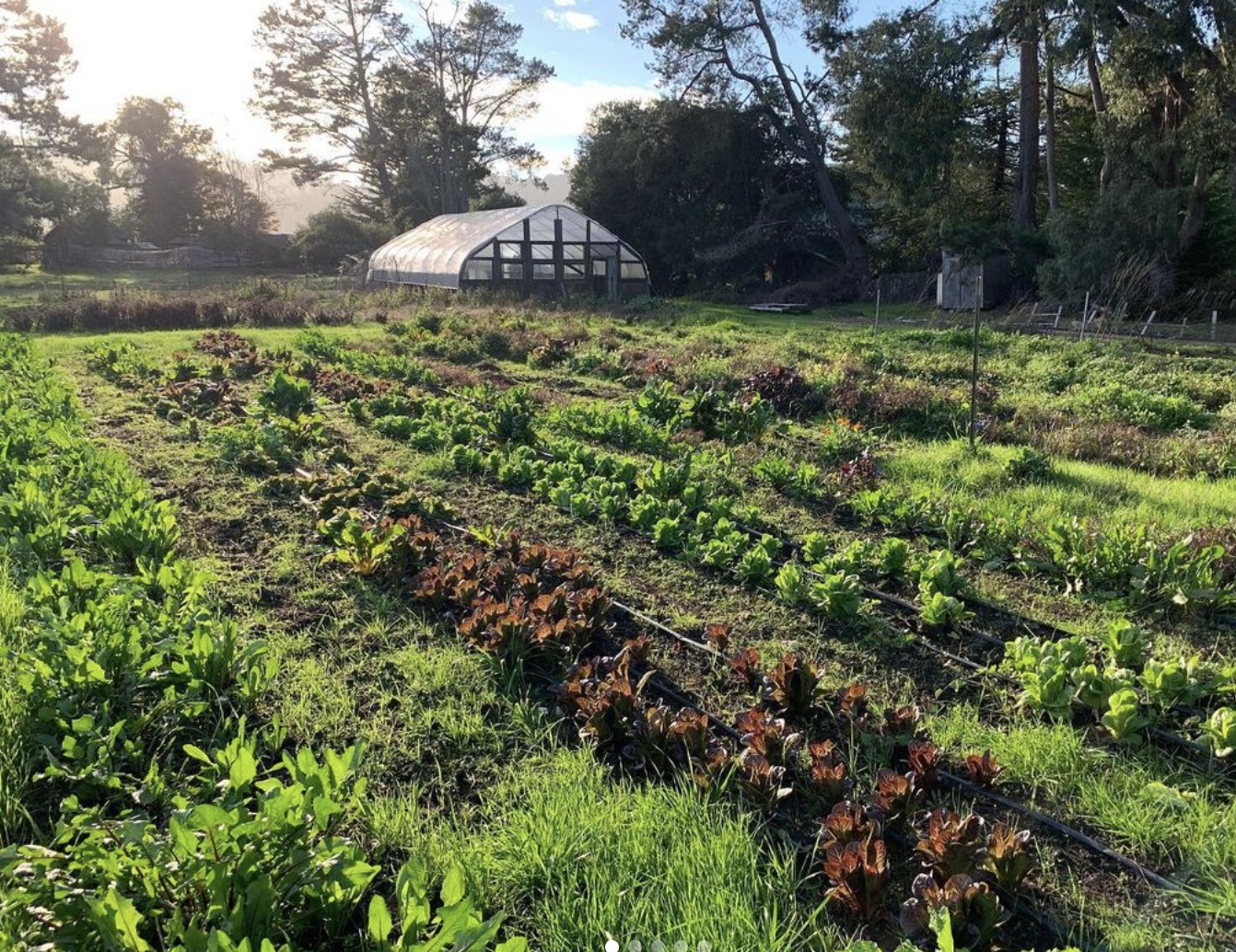 Rows of lettuce and greens in a West Marin farm field with a greenhouse